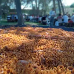 Muntatge de paella i parament reciclable en una boda a l’aire lliure a Tarragona